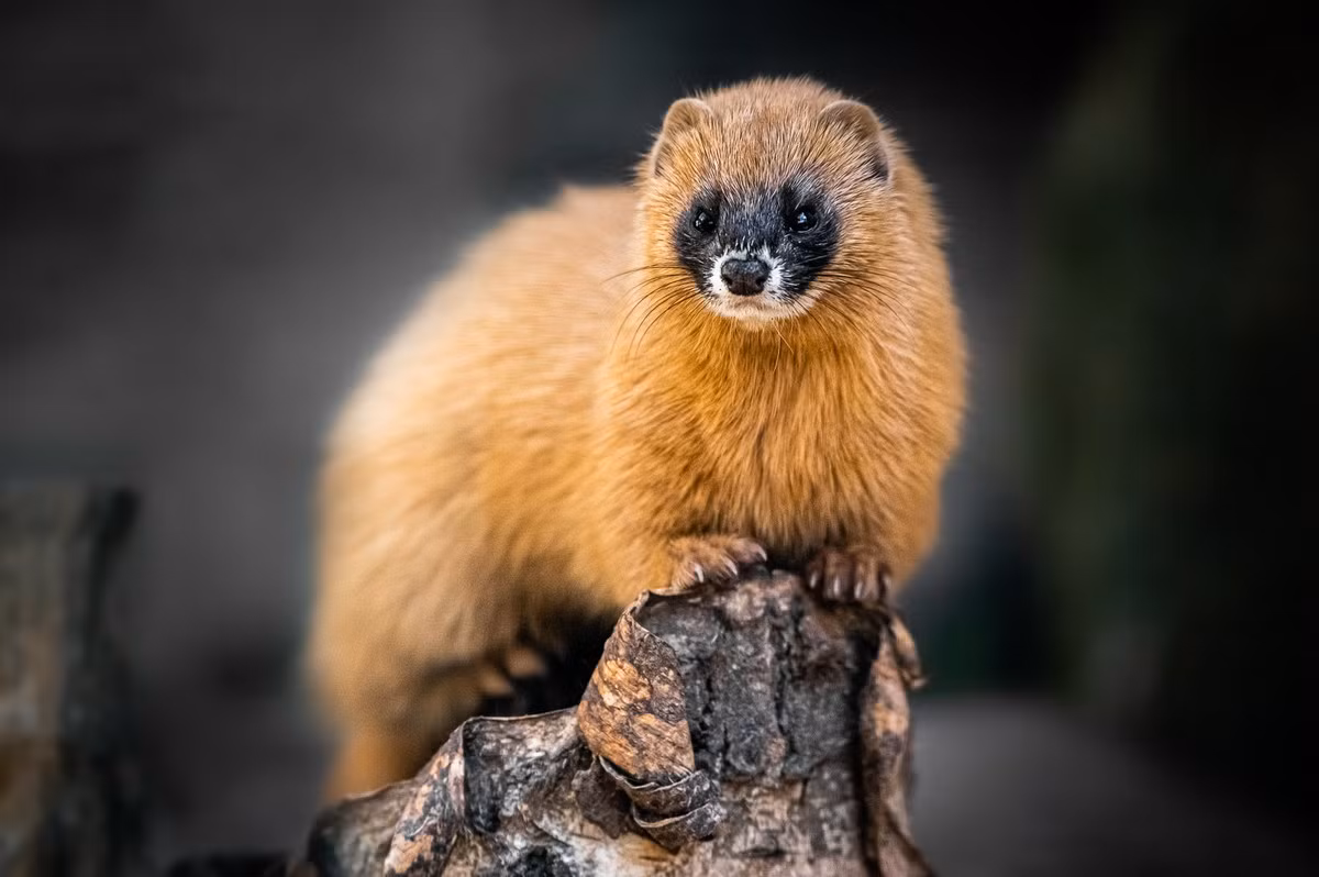  Triết Siberia (Mustela sibirica). Kích thước: Chiều dài đầu và thân 27-30 cm. Khu vực phân bố: Có thể có ở miền Bắc Việt Nam (chưa được ghi nhận chính thức).