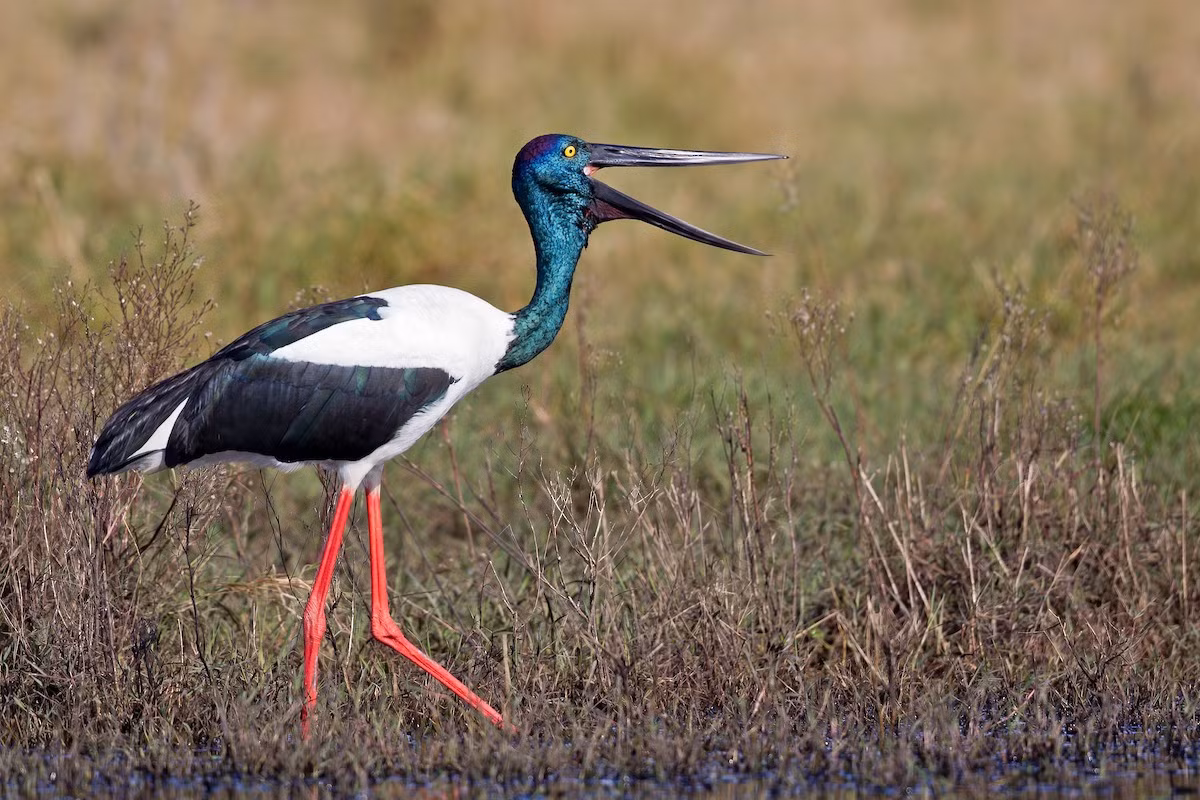  Hạc cổ đen (Ephippiorhynchus asiaticus). Kích thước: Dài 110 - 137 cm. Khu vực phân bố: Đã gặp ở Quảng Trị, Gia Lai, Đồng Nai, Bạc Liêu và Đồng Tháp; ngày 7/3/2003 lần đầu tiên sau nhiều năm đã tìm thấy lại ở Vườn quốc gia Yok Đôn, Đắk Lắk. Tình trạng bảo tồn trong Sách Đỏ IUCN: Sắp bị đe dọa.