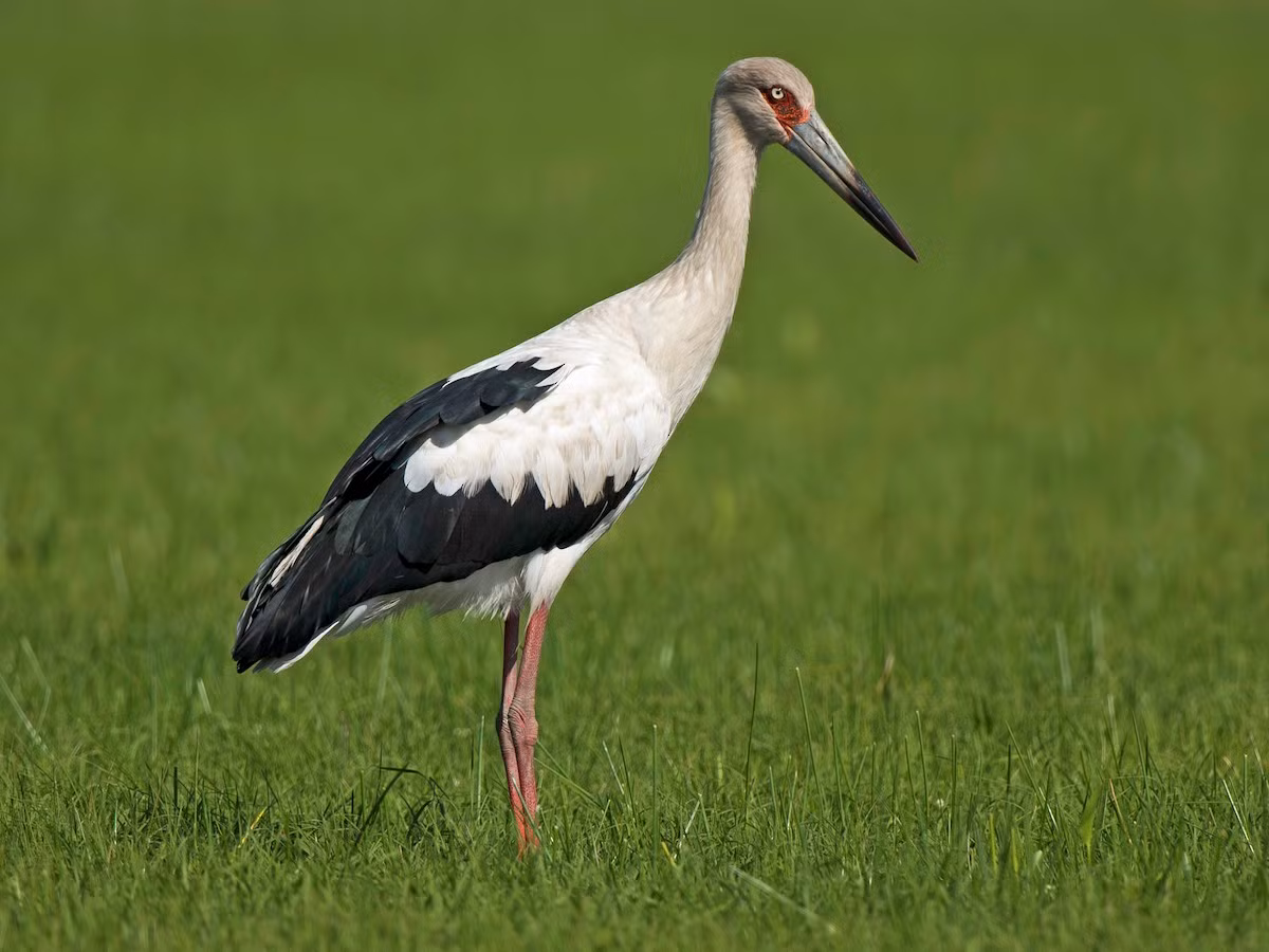  Hạc trắng (Ciconia ciconia). Kích thước: Dài 100 - 115 cm. Khu vực phân bố: Chưa có dữ liệu cụ thể về vùng phân bố, song có các báo cáo về việc chúng sống ở các cánh đồng, vùng đầm lầy của Việt Nam. Tình trạng bảo tồn trong Sách Đỏ IUCN: Ít quan tâm.