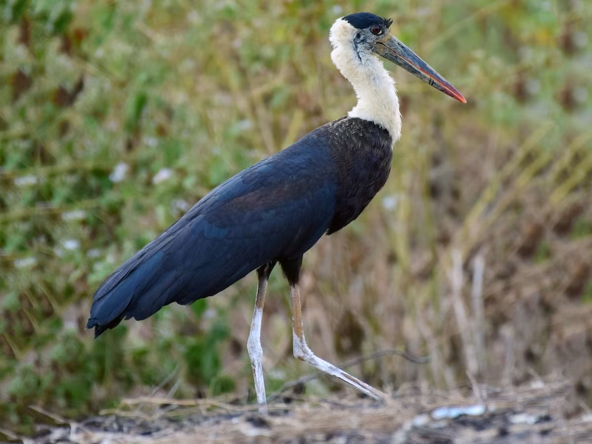  Hạc cổ trắng (Ciconia episcopus). Kích thước: Dài 75 - 91 cm. Khu vực phân bố: thỉnh thoảng gặp ở vùng rừng tràm U Minh thuộc Đồng Tháp, vùng Mã Đà (Đồng Nai), Vườn quốc gia Cát Tiên (Đồng Nai) và một số trảng ngập nước ở rừng Tây Nguyên. Tình trạng bảo tồn trong Sách Đỏ IUCN: Sắp bị đe dọa.