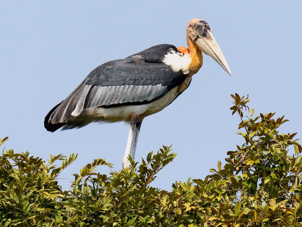  Già đẫy lớn (Leptoptilos dubius). Kích thước: Dài 145–150 cm. Khu vực phân bố: Trước đây gặp ở Nam Bộ (U Minh Thượng), Nam và Trung Trung Bộ, từ năm 1985 trở lại đây không có thông tin gì. Tình trạng bảo tồn trong Sách Đỏ IUCN: Nguy cấp.