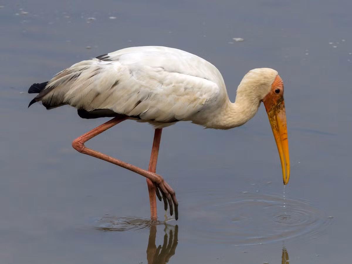  Cò lạo xám (Mycteria cinerea). Kích thước: Dài 91-97 cm. Khu vực phân bố: Trước đây đã gặp ở Trung Bộ và vùng đồng bằng sông Cửu Long, hiện nay chưa tìm thấy lại trong các vùng phân bố cũ. Tình trạng bảo tồn trong Sách Đỏ IUCN: Nguy cấp.