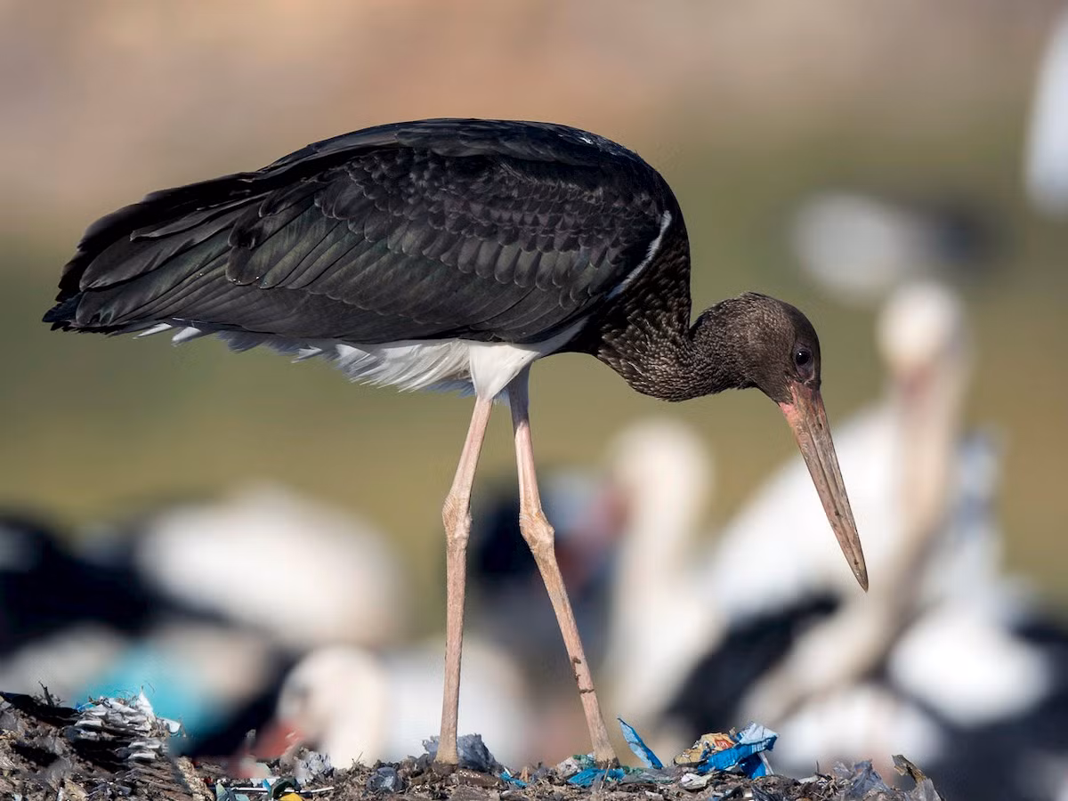  Hạc đen (Ciconia nigra). Kích thước: Dài 90 - 100 cm. Khu vực phân bố: Vào mùa đông thỉnh thoảng gặp ở vùng đồng bằng Bắc bộ. Tình trạng bảo tồn trong Sách Đỏ IUCN: Ít quan tâm.