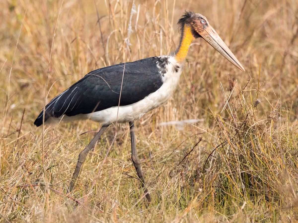  Già đẫy nhỏ (Leptoptilos javanicus). Kích thước: Dài 114 - 129 cm. Khu vực phân bố: Đồng Nai (Vườn quốc gia Cát Tiên), Đồng Tháp (Tràm Chim, Tam Nông), ven biển đồng bằng sông Cửu Long, rừng tràm U Minh, Vườn quốc gia Yok Đôn, Đắk Lắk. Tình trạng bảo tồn trong Sách Đỏ IUCN: Sắp nguy cấp.
