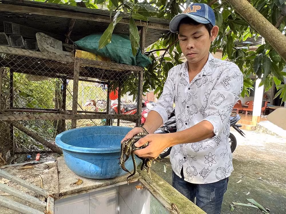 Nuôi rắn trong bể xi măng, anh dễ theo dõi được tập tính sinh hoạt của rắn và quan sát chất lượng nước. Nếu con nào bệnh thì bắt ra ngoài để trị. Trong bể, anh để dây nilon để rắn trốn bên dưới. “Lâu lâu có con rắn ri voi bị nấm da thì anh bắt ra ngoài, pha thuốc ngâm; sau đó rắn thay da là hết”, anh kể.