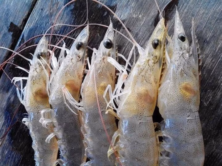 Những bộ phận của tôm chứa 'cả ổ vi khuẩn', tuyệt đối không nên ăn - Hình 4 Nhung bo phan cua tom chua 'ca o vi khuan', tuyet doi khong nen an-Hinh-4