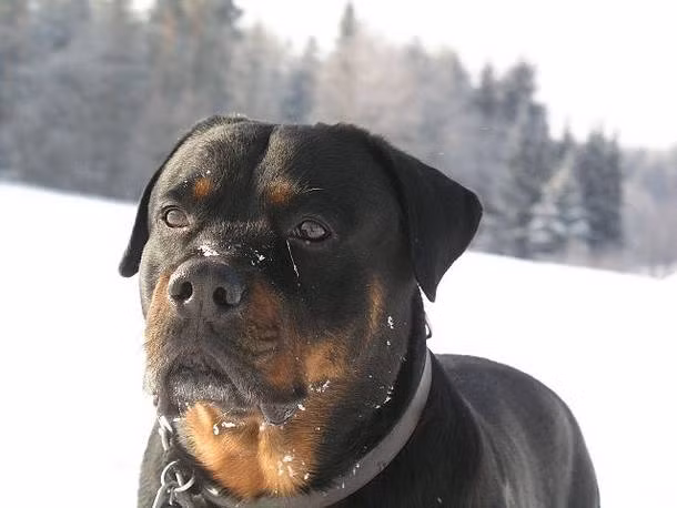 Rottweiler là một trong những giống chó đắt nhất thế giới. Mỗi đại gia thường bỏ ra khoảng 2.000 USD trở lên để có thể sở hữu một chú thú cưng này.