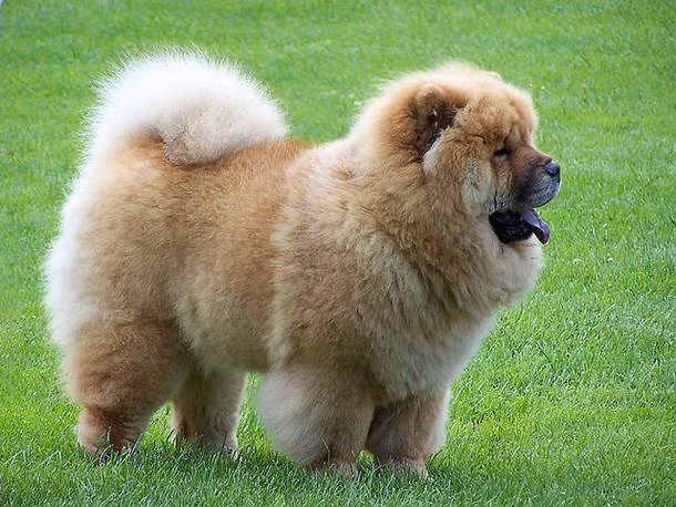Chow Chow là một trong những giống chó đắt nhất thế giới khi mỗi con có giá 3.000 - 8.000 USD. Chúng là người bạn tuyệt vời đối với trẻ em. Ưu điểm nổi trội của loài chó này là trí thông minh và khí chất quý tộc.