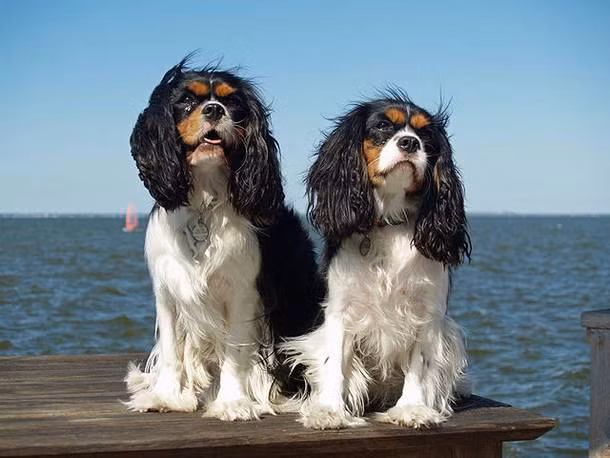 Cavalier King Charles Spaniel là loài chó có kích thước nhỏ nhưng mỗi con có giá từ 2.000 - 14.000 USD.