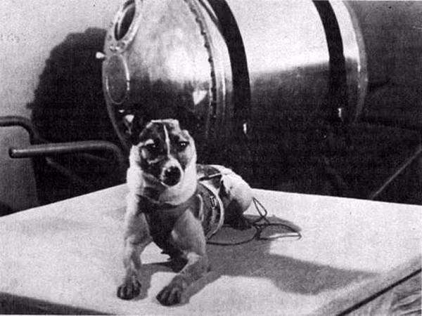 4. Laika đã đi vào lịch sử nhân loại hi là sinh vật đầu tiên được đưa lên vũ trụ và bay vòng quanh Trái đất.
