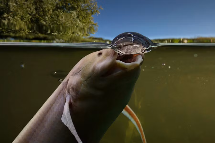 Cá phổi (tên khoa học là Salamanderfish) là một loại cá nước ngọt nổi tiếng nhờ khả năng sống trên cạn. Chúng có thể sống trong nhiều tháng trời mà không cần bơi lội tung tăng dưới nước, thậm chí là nhiều năm.