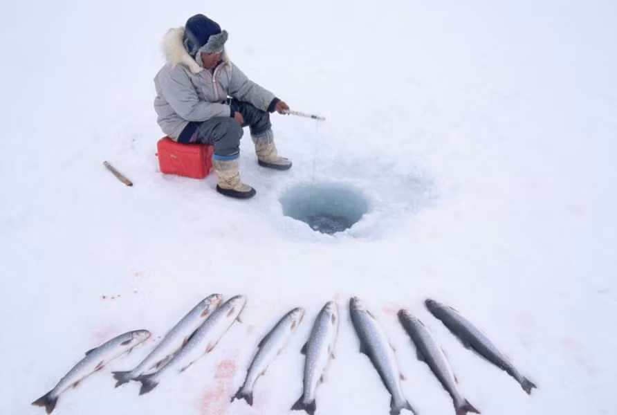 Do không thể trồng cây, thực phẩm chủ yếu của người Eskimo là thịt động vật như cá tuyết, cá hồi, hải cẩu, tuần lộc, một số loài chim xứ lạnh.