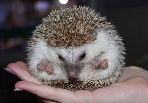 Trên diễn đàn Yêu thú cưng, một thành viên chia sẻ: "Mình cần bán gấp một số bé Hamster và 1 bé nhím kiểng. 2 Hamter Abino cái giá 40.000 đồng/con, 4 Hamster trà sữa giá 50.000 đồng/con, 1 Hamster Socola giá 30.000 đồng/con, 1 nhím muối tiêu cái hơn 1 tháng giá 130.000 đồng/con... Trong ảnh là một chú nhím cảnh.
