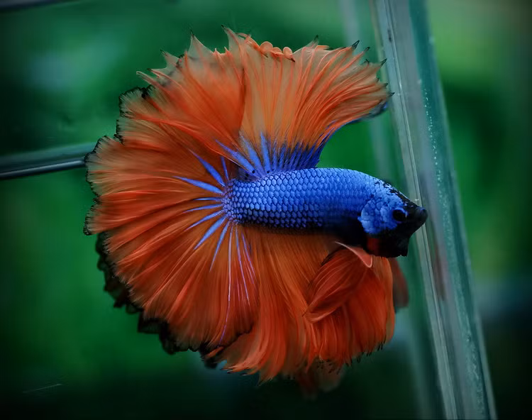 Nuôi cá betta rồng khoảng 2 tháng sẽ phân biệt được con đực và con cái (hay còn gọi là cá trống và cá mái). Còn nuôi khoảng 3 tháng thì sẽ biết là cá có đẹp hay không.