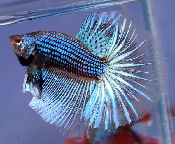 Tùy vào màu sắc của vây và vẩy mà người ta phân biệt betta rồng thành các loại sau: betta rồng đỏ (vây đỏ, vẩy trắng), betta rồng vàng (vây vàng, vảy trắng), betta rồng cam (vây cam, vẩy trắng), betta rồng đen (vây đen, vảy trắng).