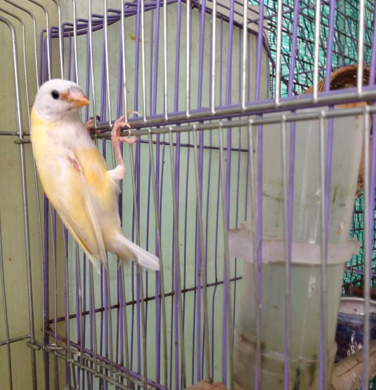 Chim 7 màu tơ có bộ lông màu xanh lá nhạt, còn chim trưởng thành thì bộ lông có nhiều màu sắc khác nhau sau từ 8 tháng đến 1 năm.