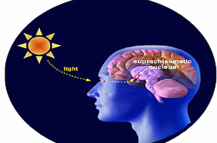 Thực tế, melatonin hoạt động như một chất chống oxy hóa mạnh và có tác dụng chống lại các tế bào ung thư. Nó có vai trò ức chế quá trình sản xuất estrogen trong cơ thể. Một khi lượng melatonin quá ít sẽ khiến nồng độ estrogen tăng lên. Trong khi đó, việc tích tụ nhiều estrogen trong cơ thể làm tăng nguy cơ mắc ung thư vú.