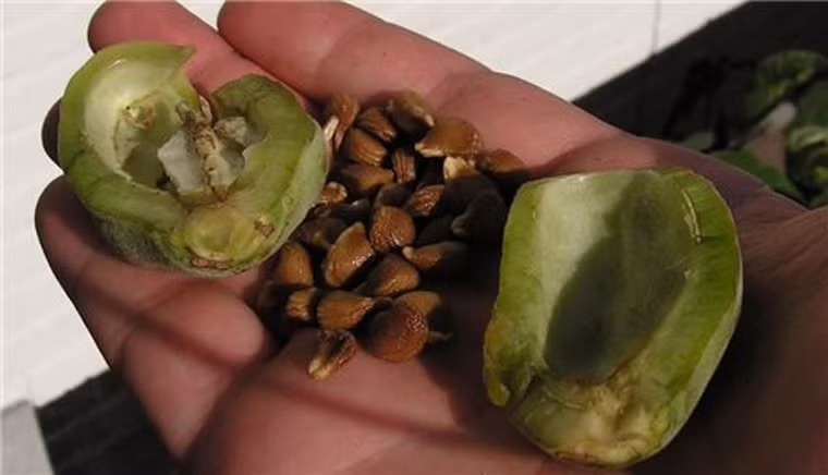 Do cấu trúc hoá học, thuốc có thể gây ra tình trạng ảo giác rất mạnh. Đặc biệt, scopolamine sẽ ngăn chặn ngay từ giai đoạn đầu không để kí ức được hình thành, những sự kiện xảy ra trong thời gian thuốc ảnh hưởng tới thần kinh sẽ không được ghi lại đến khi thuốc hết tác dụng.