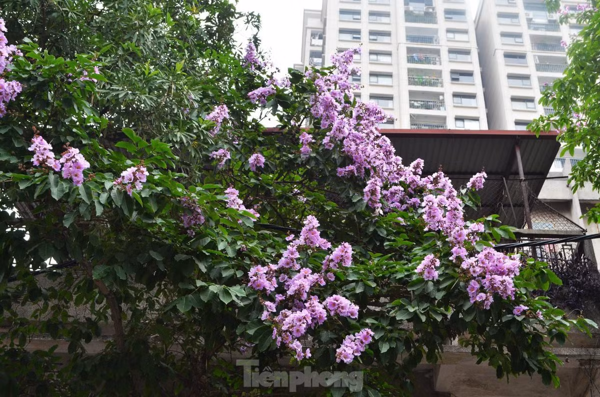 Hoa thường mọc thành từng chùm ở đầu cành, cành hoa có chiều dài từ 20-30 cm.