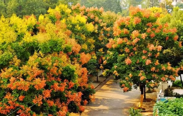 Thời gian ra hoa của cây cảnh này tương đối dài, thậm chí khi trên cành đã kết quả thì cành khác vẫn tiếp tục ra hoa, hết chùm này đến chùm khác. Đặc biệt, quả nang của cây cảnh này bằng giấy ba mặt của nó (dài 3,5-6 cm) chuyển từ màu đỏ tươi sang màu hồng và cuối cùng là màu nâu khi chúng trưởng thành.. Ảnh minh họa Toutiao