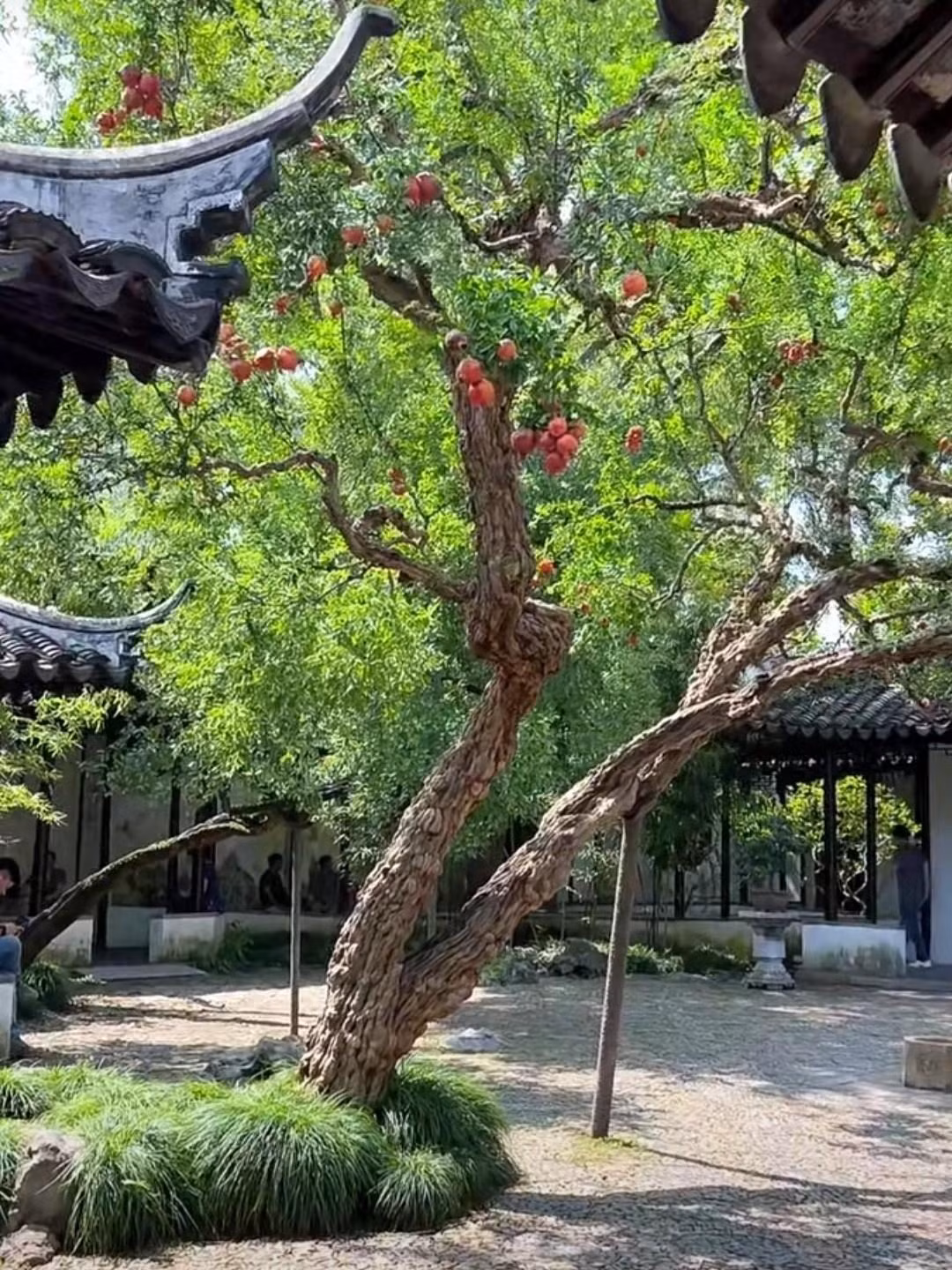 br/> 4. Người xưa dặn trồng lựu trong sân, con cháu sum vầy. Cây lựu có rất nhiều hạt trong quả, khi quả lựu chín, trên cành được bao phủ bởi ánh đèn đỏ, giống như một chiếc đèn lồng đỏ, trông đặc biệt mang tính lễ hội và cát tường. Ảnh minh họa SH