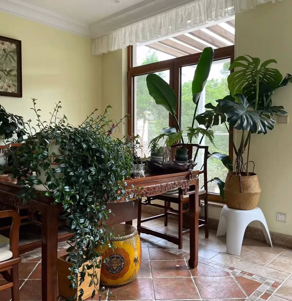 Cây cá vàng tên khoa học là Columnea Gloriosa, thuộc họ Gesneriaceae. Tên tiếng Anh của nó cũng có nghĩa là cây cá vàng (Goldfish plant hoặc Flying goldfish plant) được đặt tên theo số lượng lớn hoa màu đỏ cam nở vào mùa xuân và mùa hè và trông giống như cá vàng đang bơi lượn.