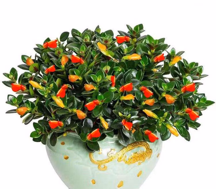  Loài hoa cá vàng này có nghĩa là sự phát triển không ngừng, như dòng chảy liên tục, dòng nước nhỏ giọt không ngừng, điều này cho thấy sự giàu có của gia đình bạn sẽ được kéo dài mãi. Ảnh minh họa Toutiao