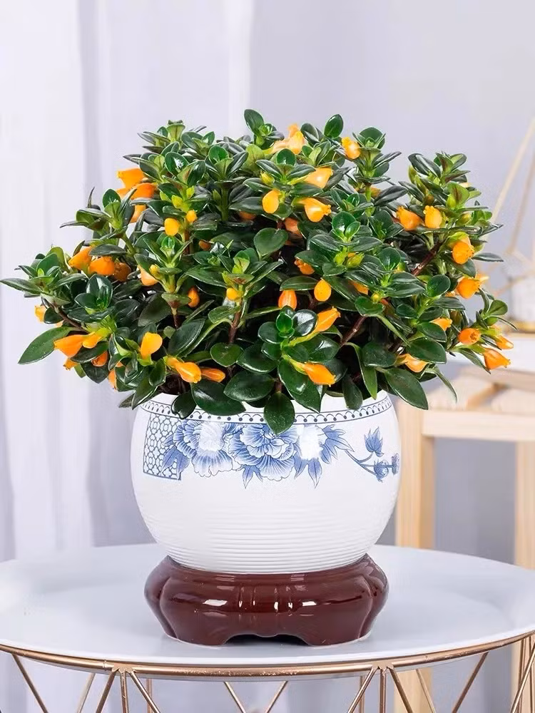  Chính vì cây cảnh này đẹp và có ý nghĩa tốt lành nên nhiều người đam mê hoa thích lưu giữ chúng. Cây cảnh sống hàng chục năm sẽ trở thành người bạn đồng hành và trở thành một phần cuộc sống của bạn. Ảnh minh họa Toutiao