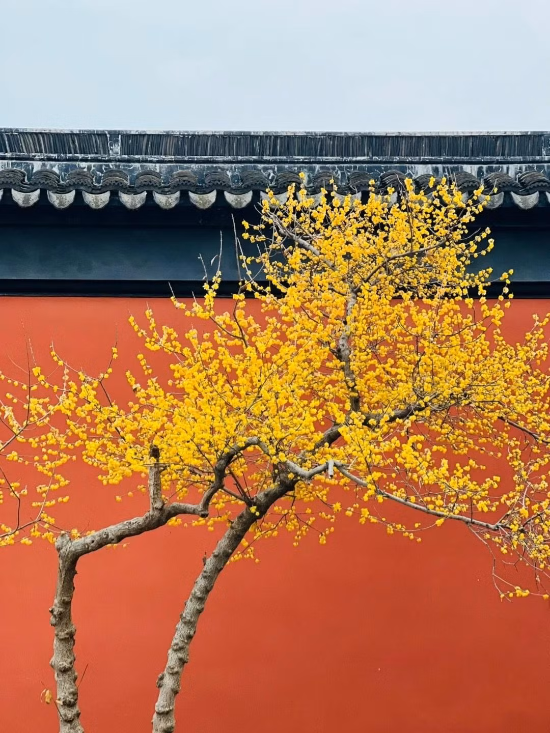 Thời kỳ ra hoa của cây cảnh này từ tháng 11 đến tháng 3 năm sau và thời kỳ đậu quả từ tháng 4 đến tháng 11. Loài hoa này càng ở nơi có khí hậu lạnh giá, băng tuyết thì cây cảnh nở hoa càng đẹp, sắc vàng vàng rực rỡ. Cây cảnh này có hình dáng cây đẹp, hoa độc đáo, màu sắc tươi sáng, hương thơm ngào ngạt, có vị ngọt nhẹ. Ảnh minh họa Toutiao 