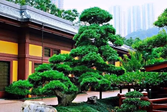 5. Người xưa dặn: Trồng tùng La Hán trong nhà, nhiều thế hệ không nghèo. Một cây cảnh tùng La Hán (Podocarpus) có thể truyền từ đời này qua đời khác, cây cành nhiều tuổi càng có giá. Từ xa xưa đến nay, cây cảnh tùng La Hán thường được các gia đình giàu có yêu thích. Dù là khu vườn nhỏ, trong sân hay trong nhà, nhiều gia đình giàu có đều thích bày cây cảnh tùng La Hán. Ảnh minh họa Toutiao