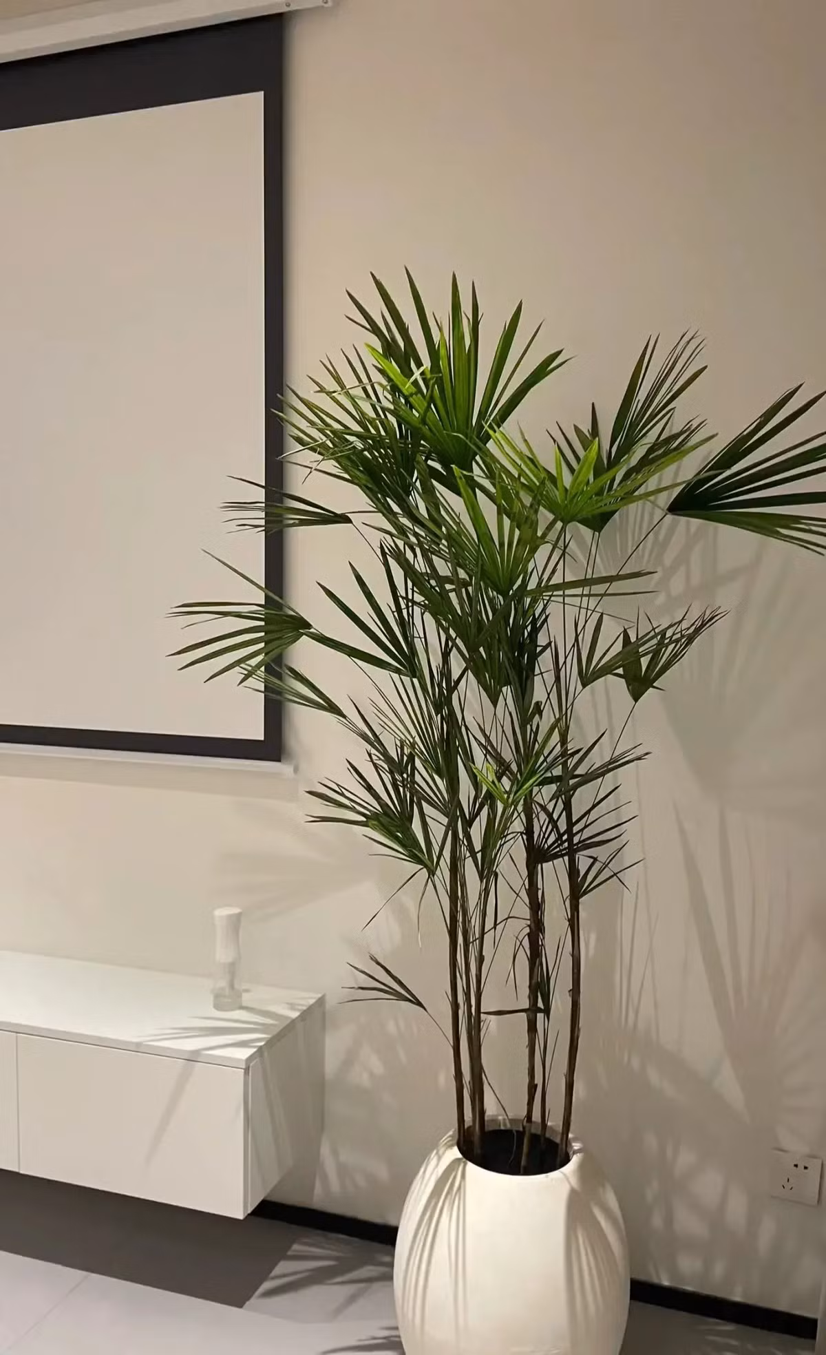  Cây cảnh này có cành cao và thẳng, dáng đi rất duyên dáng, mang ý nghĩa may mắn, cát tường. Theo người xưa, lá cây cọ cảnh to, xanh mượt và tán xòe rộng hình tròn mang ý nghĩa thể hiện sự tròn trịa, đủ đầy. Ảnh minh họa Toutiao