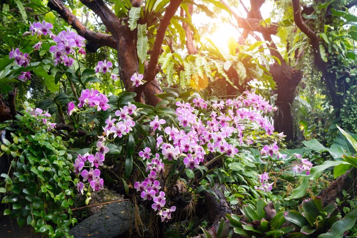 Ít ai biết rằng, loài hoa xinh đẹp này bước vào đời sống con người là do giá trị chữa bệnh của chúng, sau đó mới được phát triển thành cây cảnh. Lan hoàng thảo cùng là vị thuốc quý, có tác dụng chữa bệnh phong phú như chữa ho, bổ thận, bổ khí huyết. 