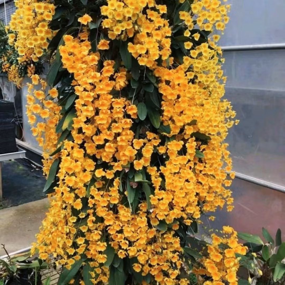 Cây có tên thạch hộc là do vị trí thường mọc hay địa điểm phân bố của cây này thường mọc ở trong các kẽ núi đá (thạch với nghĩa là đá, hộc trong nghĩa là kẽ): Ảnh minh họa Toutiao