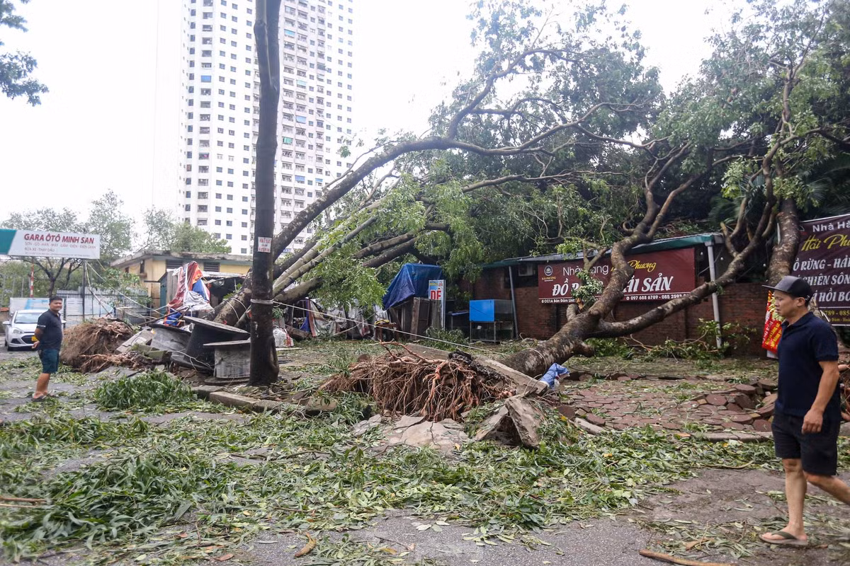 Một số nhà hàng hư hỏng do bị cây đè.