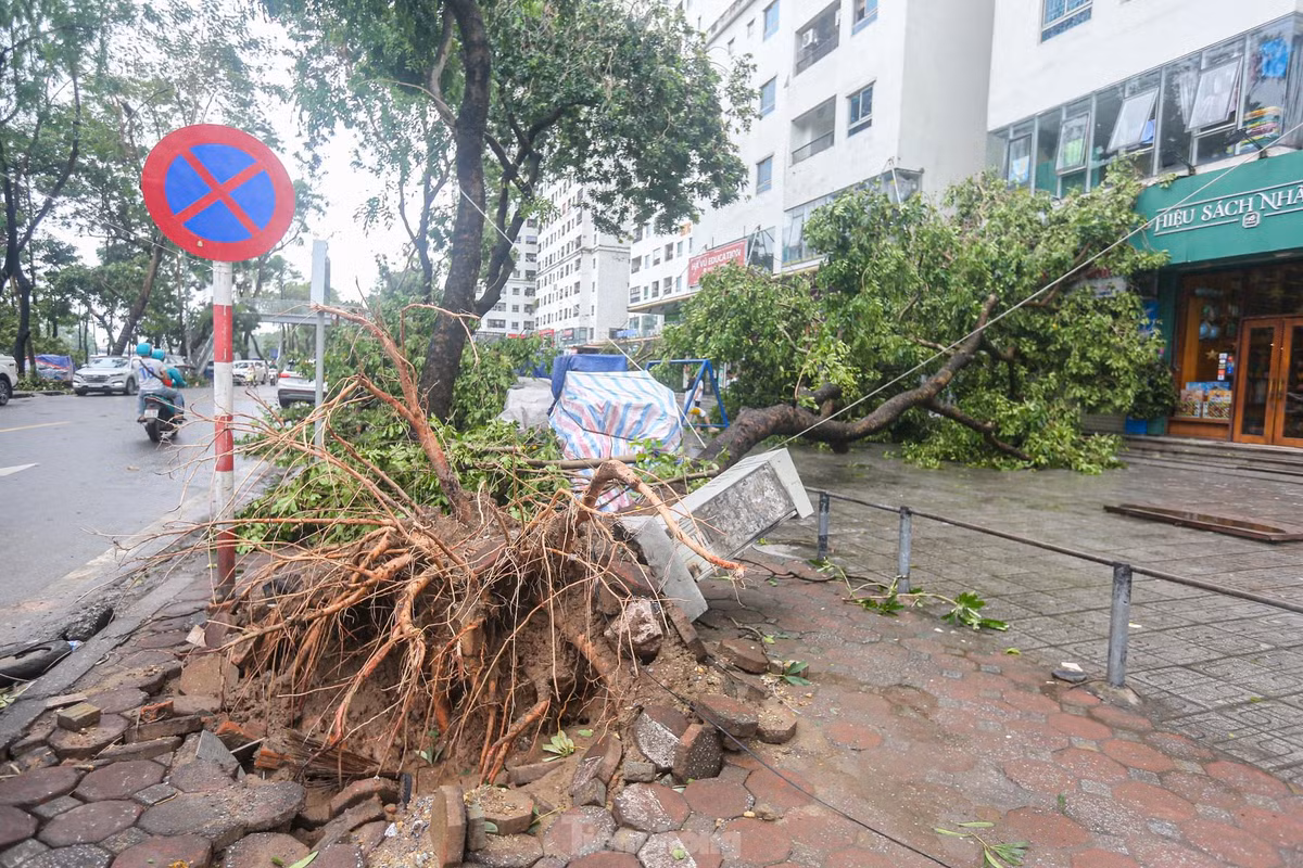 Hàng loạt cây xanh lớn xung quanh khu chung cư HH Linh Đàm gãy đổ sau đêm mưa bão.