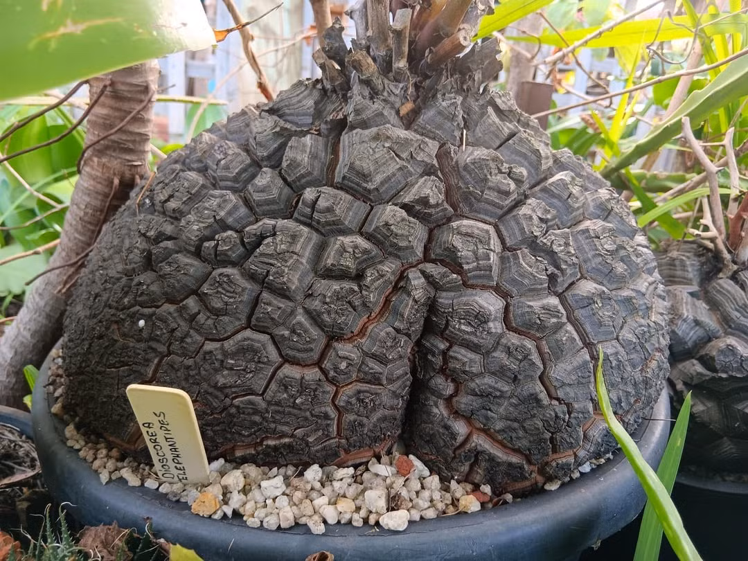 Đây là một trong những loài thực vật có hình dạng độc đáo, kỳ lạ. Sự độc đáo của cây cảnh này không chỉ đến từ hình dáng bên ngoài của cây mà còn đến từ cách nó hoạt động. "Nuôi" chú rùa này trong nhà, bạn chắc chắn sẽ ngạc nhiên về vẻ đẹp và sự kỳ lạ của chúng. Ảnh minh họa reddit