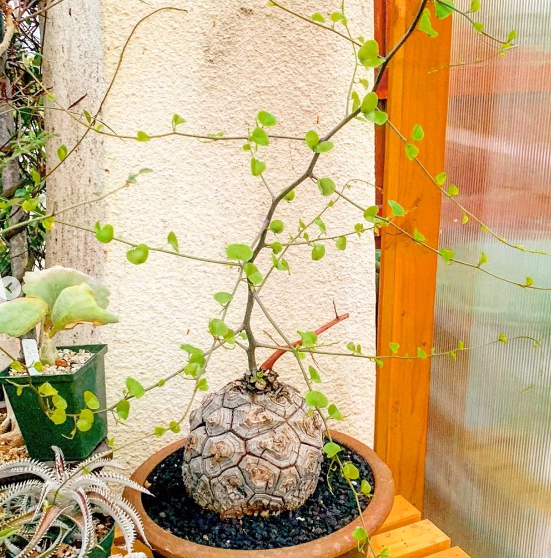 Cây cảnh này thuộc gia đình Củ nâu (Dioscorea), có nguồn gốc từ Nam Phi, là cây nhiệt đới lâu năm. Ở Việt Nam, cây cảnh ít được nhắc đến, giá thành khá đắt đỏ, cũng không dễ kiếm. Ảnh minh họa cactuskingdom