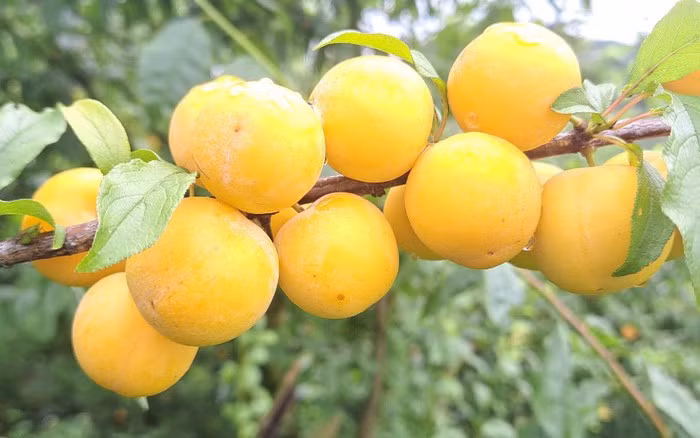 Người xưa cho rằng, hoa mận được trưng bày với năm cánh hoa, mang ý nghĩa “ngũ phúc", bao gồm: trường thọ, phú quý, sức khỏe, đức hạnh và cái chết tốt lành. Năm phước lành này kết hợp với nhau để tạo thêm bầu không khí phúc lành mạnh mẽ cho môi trường gia đình. 