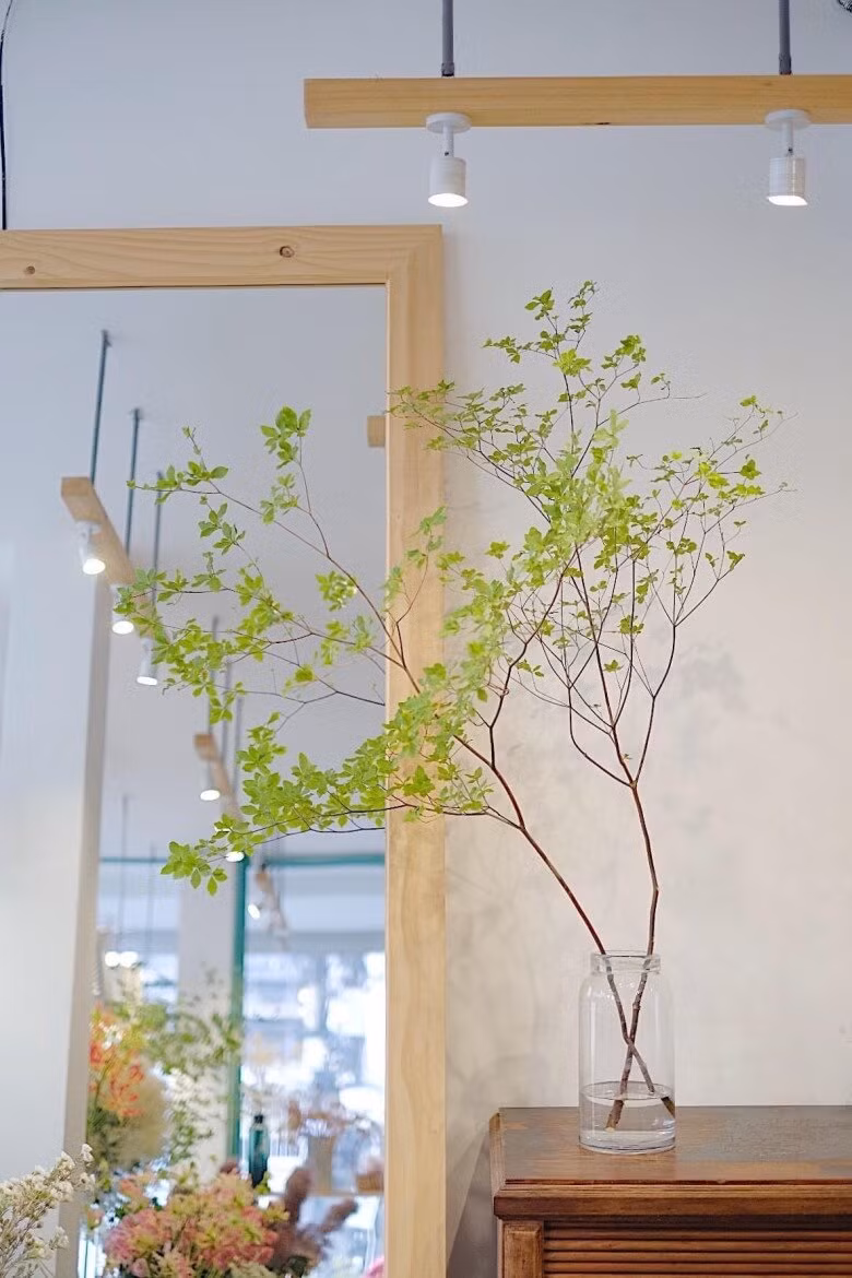 Nếu không có điều kiện trồng cây thạch nam trong nhà, bạn cũng có thể mua cành về cắm trong bình. Thay nước trong bình 3-5 ngày một lần. Khi thấy cành có dấu hiệu héo úa, hãy cắt tỉa kịp thời.