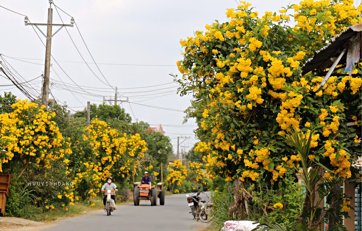 Đây là cây cảnh chịu nắng được trồng nhiều ở đường phố, các công trình công cộng. Màu hoa vàng rực rỡ của chúng "đốt cháy" đường phố và thu hút sự chú ý của mọi người. Tuy nhiên, cây cảnh này còn có màu cam ít thấy, giống như đám lửa cháy rừng rực: Huỳnh liên. Ảnh minh họa Pin 