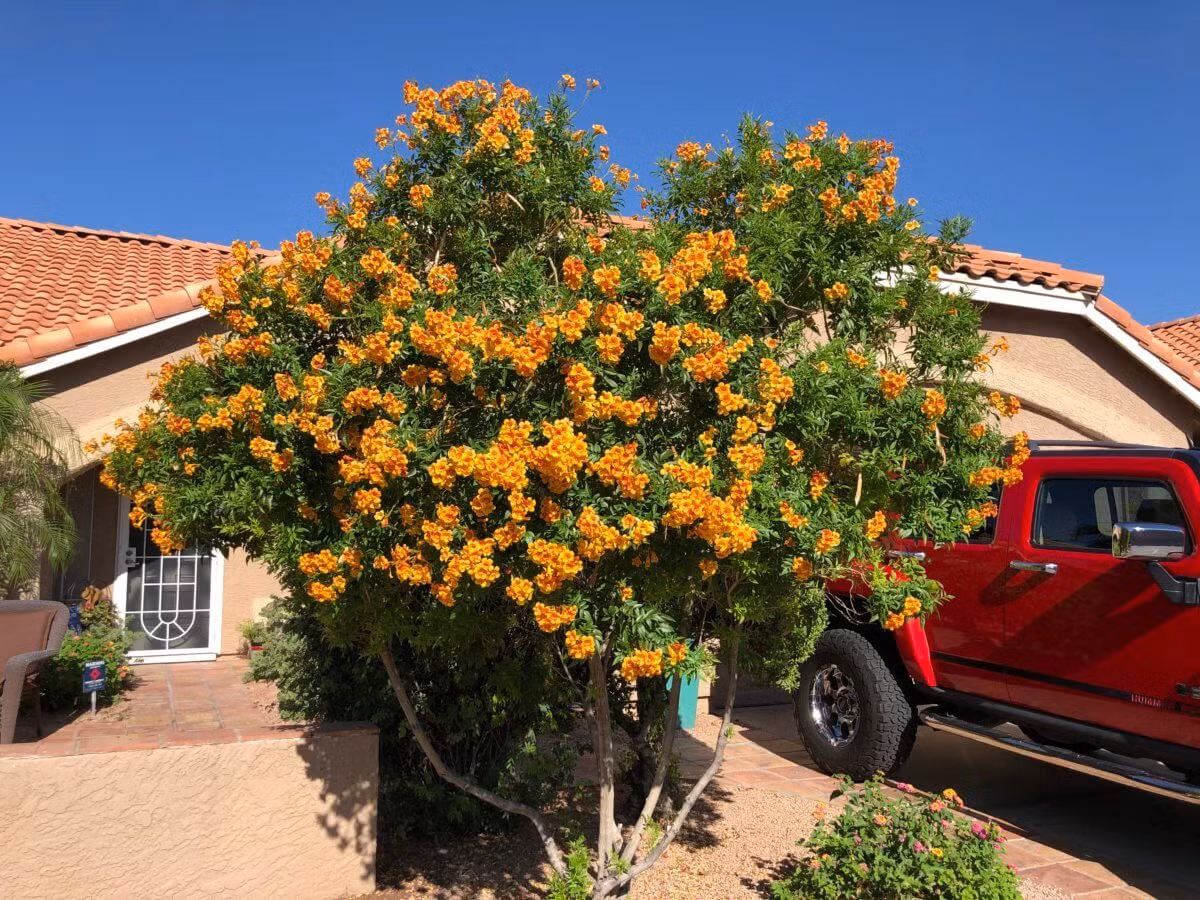 Cây huỳnh liên có tên khoa học là Tecoma stans, tên tiếng Anh cũng có ý nghĩa là "chuông vàng" như Yellow Bells (chuông vàng), Yellow Elder, Esperanza, Yellow Trumpetbush (kèn vàng).