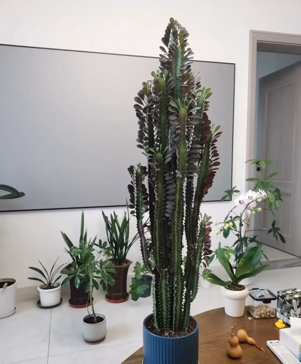 Ngoài ra, xương rồng 3 cạnh còn có tác dụng thanh lọc không khí rất tốt, mang lại cho người ta cảm giác uy nghiêm, phong cách nên được nhiều già thích trồng trong nhà. Ảnh minh họa Toutiao