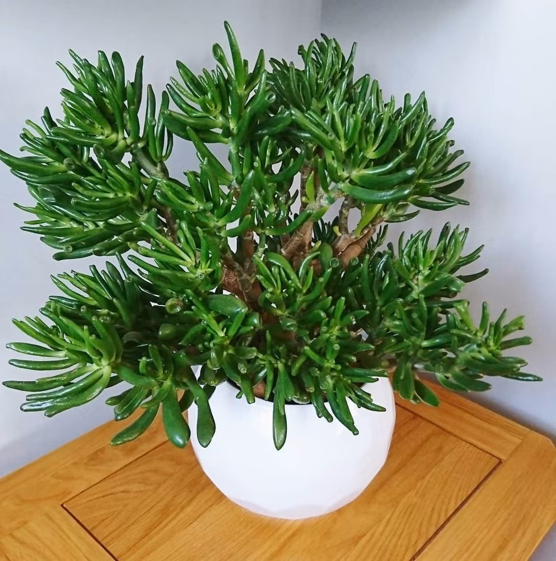 Cây cảnh này là chị em thân thiết của ngọc bích, tuy nhiên những chiếc lá của chúng độc lạ hơn, mang ý nghĩa tài lộc mãnh liệt: Cây hút tiền. Ảnh minh hoạ Etsy