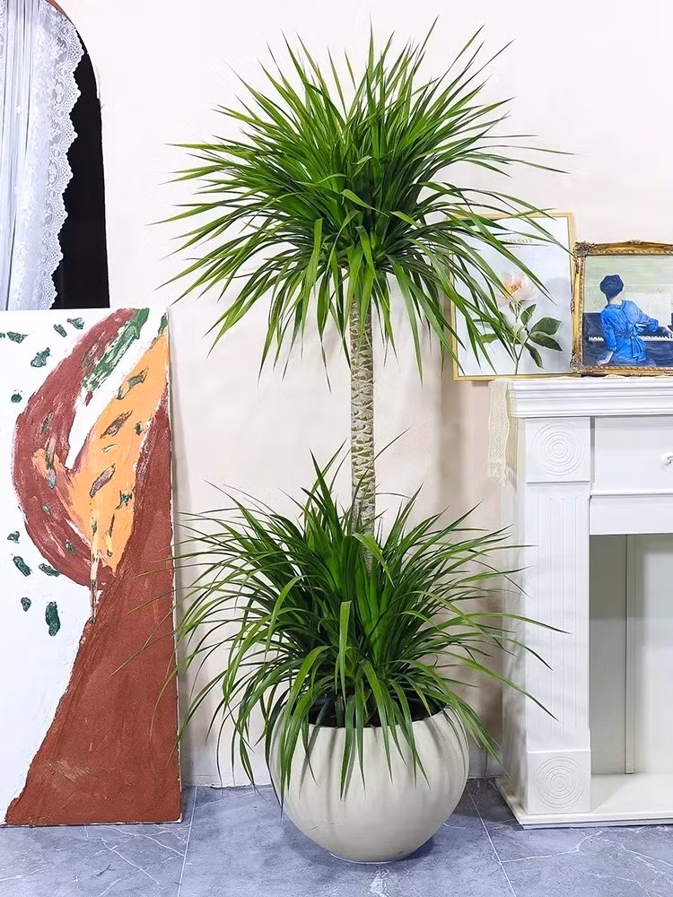 3. Cây cảnh huyết rồng: Cây huyết rồng có nhiều tên gọi (huyết long, đại lộc, phất dụ rồng, phát tài núi), tên khoa học là Dracaena draco L, thuộc họ thực vật Dracaenaceae – Bồng bồng. Ảnh minh họa Toutiao 