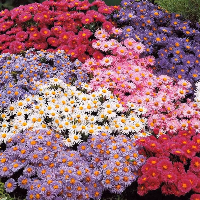 Thạch thảo còn được gọi là cúc cánh mối, tên tiếng Anh là European Michaelmas Daisy, tên khoa học là Aster amellus, thuộc họ Cúc (Asteraceae). Sở dĩ nó có tên cúc cánh mối vì những cánh hoa mong manh, nhỏ tựa như cánh mối vậy. Cây có nguồn từ châu Âu, châu Á. 