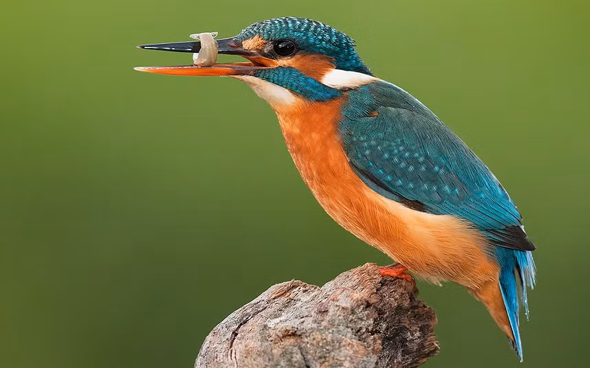 Chim bói cá ngâm mồi đứng trên bờ sông Campello ở Alicante, Tây Ban Nha.