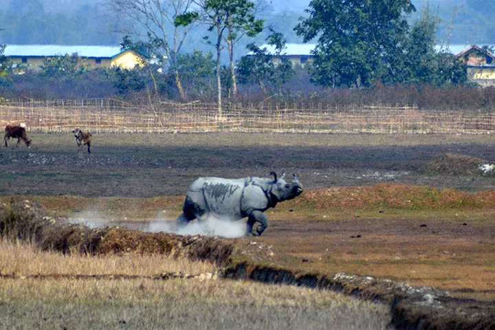 Tê giác một sừng chạy trên cánh đồng gần vườn quốc gia Kaziranga, Assam, Ấn Độ.