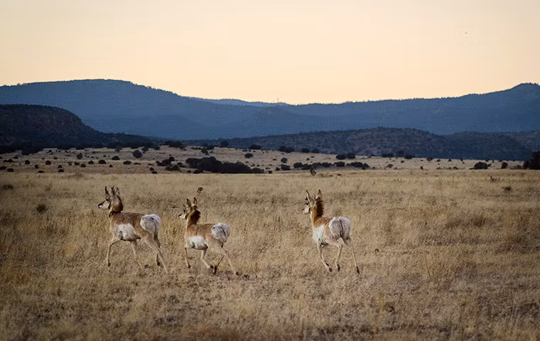 Đàn linh dương nhiều sừng (Antilocapra americana) chạy trên đồng cỏ gần Capitan, New Mexico, Mỹ.