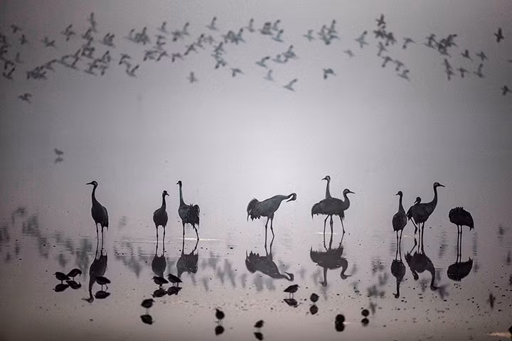 Đàn sếu di cư đậu trong khu bảo tồn thiên nhiên hồ Hula ở miền bắc Israel.