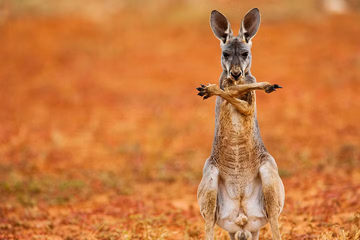 Một con kangaroo vắt chéo chân trong khi đứng trên sa mạc Sturt Stony ở New South Wales, Australia.